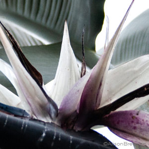 blackstrelitzia_thumb